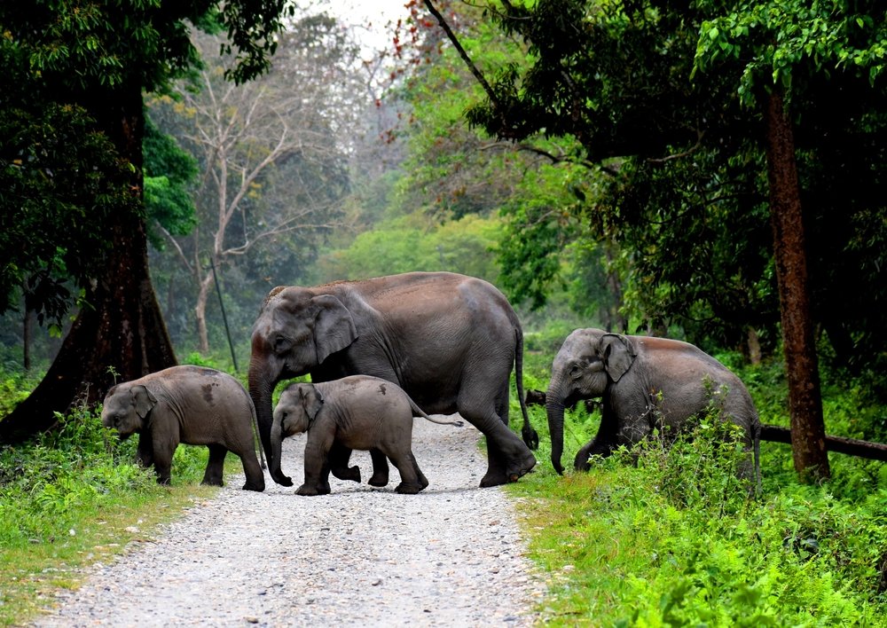 Darjeeling & Sikkim Tour Package – 5 Nights 6 Days